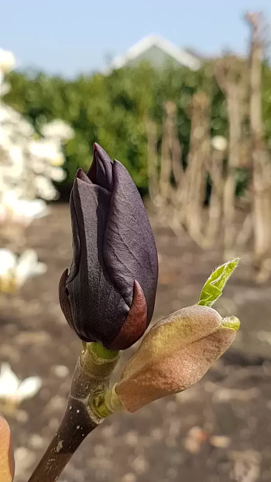 Magnolia &lsquo;Black Beauty&rsquo;