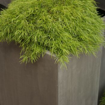 acacia cognata Limelight