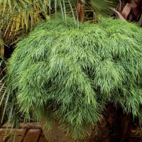 acacia cognata Limelight