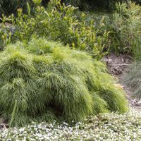 acacia cognata Limelight