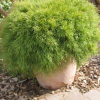 acacia cognata Limelight