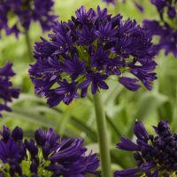 Agapanthus BlackJack