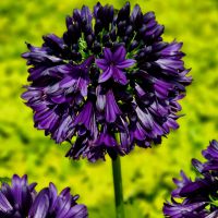 Agapanthus BlackJack