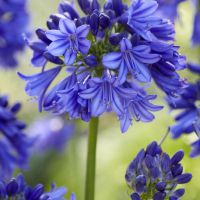 Agapanthus Blue Thunder