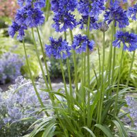 agapanthus hybride Blue Thunder