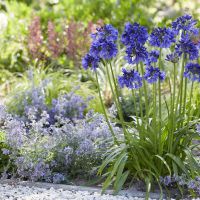 Agapanthus Blue Thunder