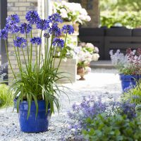 agapanthus hybride Blue Thunder