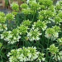 agapanthus hybride seleziona...Emerald Ice