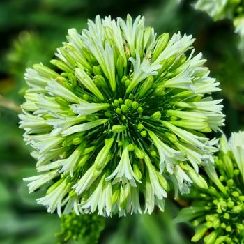 agapanthus hybride seleziona...Emerald Ice