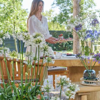 agapanthus hybride everpanthus ®Ever White