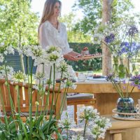 Agapanthus Ever White