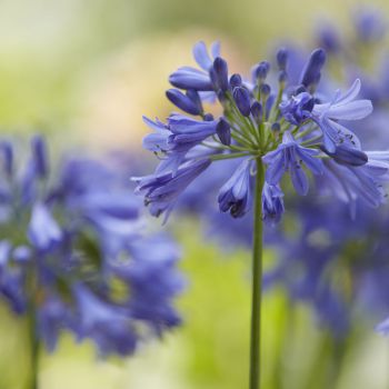 agapanthus hybride everpanthus ®Ever Sapphire