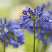 Agapanthus Ever Sapphire