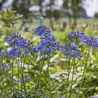 agapanthus hybride everpanthus ®Ever Sapphire