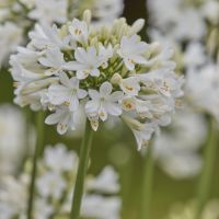 Agapanthus Ever White