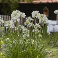 agapanthus hybride everpanthus ®Ever White