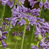 agapanthus hybride everpanthus ®Poppin' Purple
