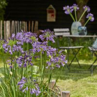 agapanthus hybride everpanthus ®Poppin' Purple