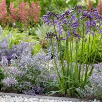 Agapanthus Poppin' Purple
