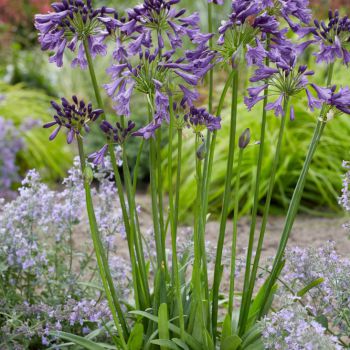 agapanthus hybride everpanthus ®Poppin' Purple