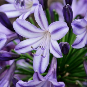 agapanthus hybride everpanthus ®Poppin' Star