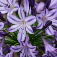 Agapanthus Poppin' Star