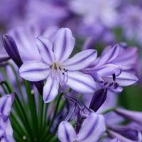 agapanthus hybride everpanthus ®Poppin' Star
