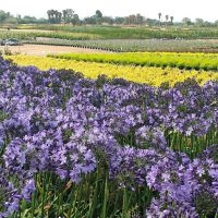 agapanthus hybride everpanthus ®Poppin' Star