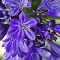 agapanthus hybride everpanthus &reg;Midnight Sky