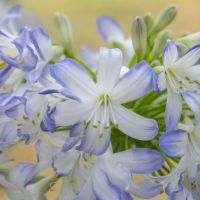 agapanthus hybride starsSea Breeze
