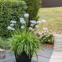 agapanthus hybride starsSea Breeze