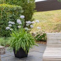 Agapanthus Sea Breeze