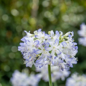 agapanthus hybride starsSea Breeze