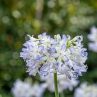 Agapanthus Sea Breeze