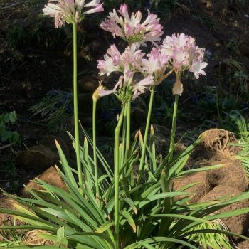 agapanthus hybride seleziona...Blush Pink