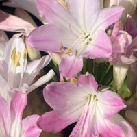 agapanthus hybride seleziona...Blush Pink