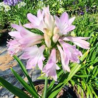 agapanthus hybride seleziona...Blush Pink