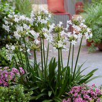 agapanthus hybride everpanthus &reg;Sparkle