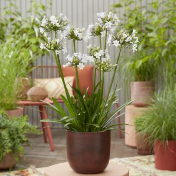 agapanthus hybride everpanthus &reg;Sparkle
