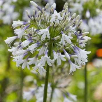 agapanthus hybride everpanthus ®Fireworks
