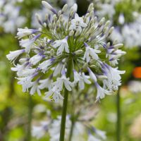 Agapanthus Fireworks