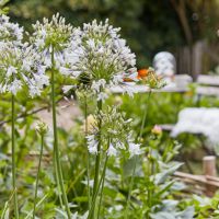 agapanthus hybride everpanthus ®Fireworks