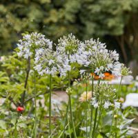 Agapanthus Fireworks