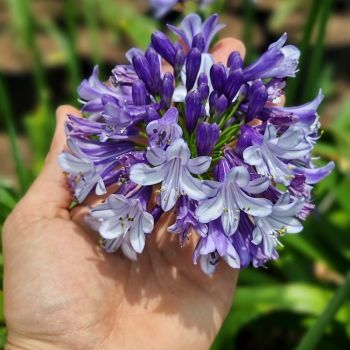 agapanthus hybride seleziona...Midnight Moon