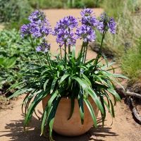 agapanthus hybride seleziona...Midnight Moon