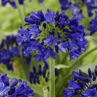 agapanthus hybride everpanthus &reg;Midnight Sky