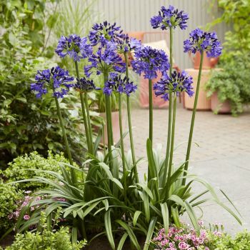 agapanthus hybride everpanthus &reg;Midnight Sky