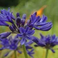 agapanthus hybride starsStarry Night