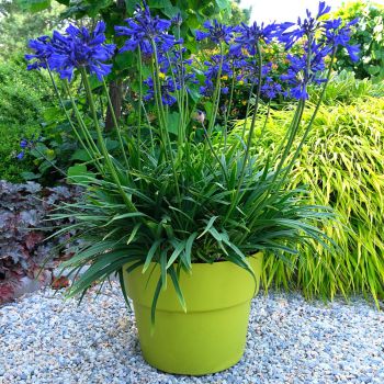 agapanthus hybride starsStarry Night