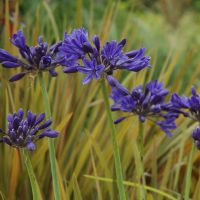 agapanthus hybride starsStarry Night